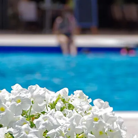 Sun 플라타모나스